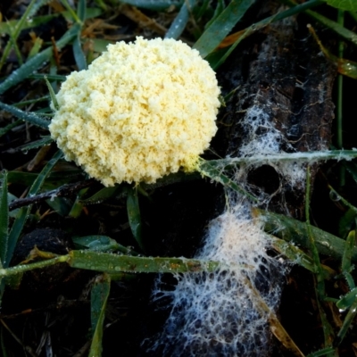 Fuligo septica (Scrambled egg slime) at QPRC LGA - 11 Jan 2019 by Wandiyali