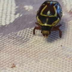 Eupoecila australasiae (Fiddler Beetle) at QPRC LGA - 12 Jan 2019 by LyndalT