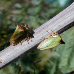 Sextius virescens (Acacia horned treehopper) at QPRC LGA - 11 Jan 2019 by Wandiyali