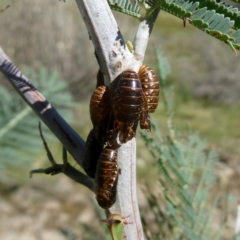 Jalmenus icilius at Jerrabomberra, NSW - 12 Jan 2019 08:52 AM