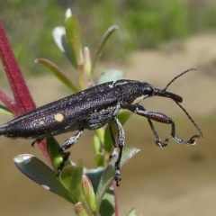 Rhinotia bidentata (Two-spot Rhinotia weevil) at Paddys River, ACT - 11 Jan 2019 by HarveyPerkins