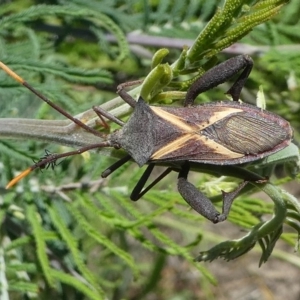 Mictis profana at Paddys River, ACT - 12 Jan 2019