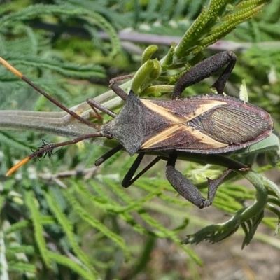 Mictis profana (Crusader Bug) at Paddys River, ACT - 12 Jan 2019 by HarveyPerkins