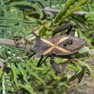 Mictis profana at Paddys River, ACT - 12 Jan 2019