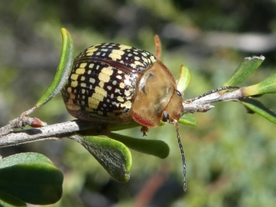 Paropsis pictipennis (Tea-tree button beetle) at Paddys River, ACT - 12 Jan 2019 by HarveyPerkins