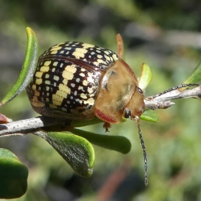 Paropsis pictipennis (Tea-tree button beetle) at Paddys River, ACT - 12 Jan 2019 by HarveyPerkins