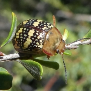 Paropsis pictipennis at Paddys River, ACT - 12 Jan 2019