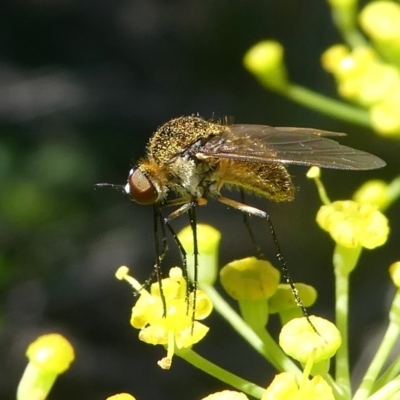 Geron sp. (genus) (Slender Bee Fly) at Paddys River, ACT - 12 Jan 2019 by HarveyPerkins