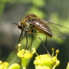 Geron sp. (genus) at Paddys River, ACT - 12 Jan 2019