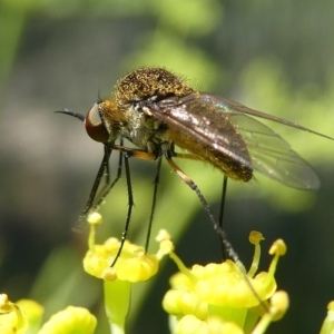 Geron sp. (genus) at Paddys River, ACT - 12 Jan 2019