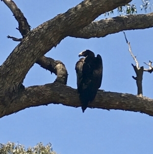 Aquila audax at Isaacs Ridge - 12 Jan 2019 02:16 PM