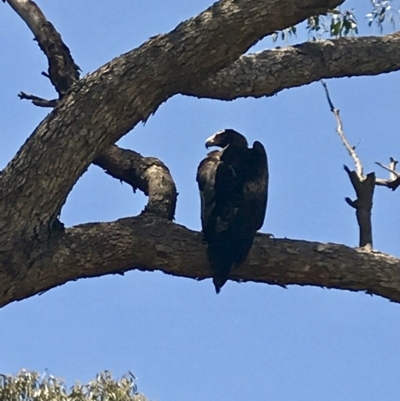 Aquila audax (Wedge-tailed Eagle) at Isaacs Ridge and Nearby - 12 Jan 2019 by rayrich90