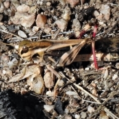 Gastrimargus musicus (Yellow-winged Locust or Grasshopper) at Birrigai - 11 Jan 2019 by JohnBundock