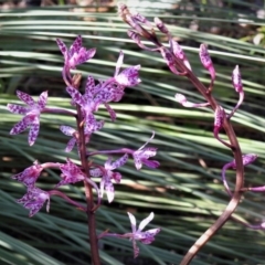 Dipodium punctatum (Blotched Hyacinth Orchid) at Paddys River, ACT - 12 Jan 2019 by JohnBundock