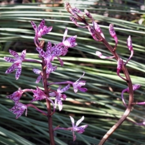 Dipodium punctatum at Paddys River, ACT - 12 Jan 2019