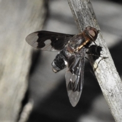 Balaana sp. (genus) (Bee Fly) at Paddys River, ACT - 12 Jan 2019 by JohnBundock