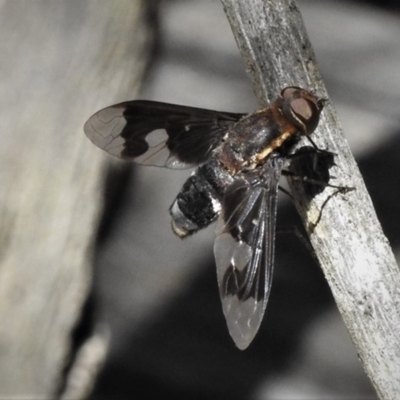 Balaana sp. (genus) (Bee Fly) at Tidbinbilla Nature Reserve - 12 Jan 2019 by JohnBundock