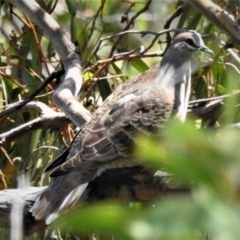 Phaps chalcoptera (Common Bronzewing) at Tidbinbilla Nature Reserve - 12 Jan 2019 by JohnBundock