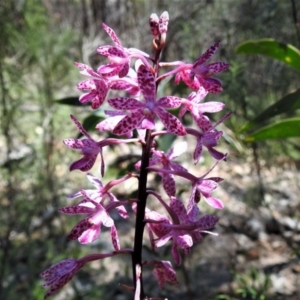 Dipodium punctatum at Paddys River, ACT - suppressed