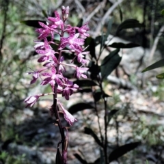 Dipodium punctatum at Paddys River, ACT - suppressed