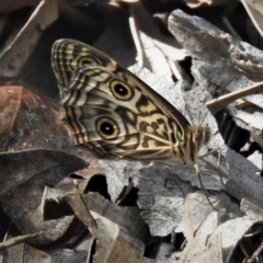 Geitoneura acantha (Ringed Xenica) at Paddys River, ACT - 12 Jan 2019 by JohnBundock