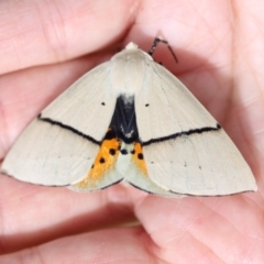 Gastrophora henricaria (Fallen-bark Looper, Beautiful Leaf Moth) at Mount Clear, ACT - 11 Jan 2019 by Jek