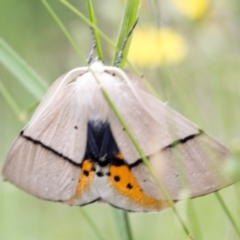 Gastrophora henricaria at Mount Clear, ACT - 11 Jan 2019 09:55 AM