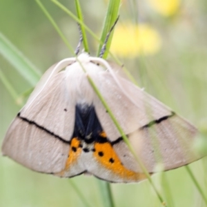 Gastrophora henricaria at Mount Clear, ACT - 11 Jan 2019