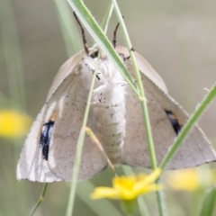 Gastrophora henricaria at Mount Clear, ACT - 11 Jan 2019 09:55 AM