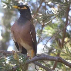 Acridotheres tristis at Flynn, ACT - 12 Jan 2019 01:22 PM