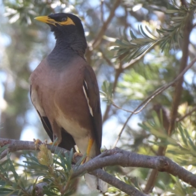 Acridotheres tristis (Common Myna) at Flynn, ACT - 12 Jan 2019 by Christine