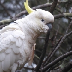 Cacatua galerita (Sulphur-crested Cockatoo) at Flynn, ACT - 11 Jan 2019 by Christine