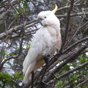 Cacatua galerita at Flynn, ACT - 11 Jan 2019