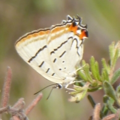 Jalmenus evagoras (Imperial Hairstreak) at ANBG - 11 Jan 2019 by Christine