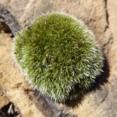 Grimmia sp. (A moss) at Hackett, ACT - 11 Jan 2019 by Christine