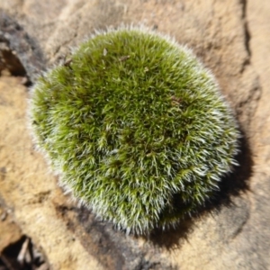 Grimmia sp. at Hackett, ACT - 12 Jan 2019 08:50 AM