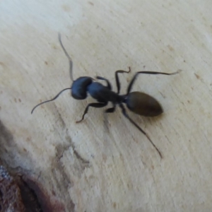 Camponotus aeneopilosus at Hackett, ACT - 12 Jan 2019 08:51 AM