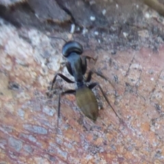 Camponotus aeneopilosus at Hackett, ACT - 12 Jan 2019 08:51 AM