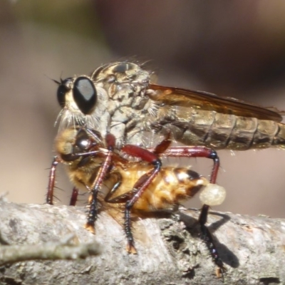 Colepia sp. (genus) (A robber fly) at Hackett, ACT - 11 Jan 2019 by Christine