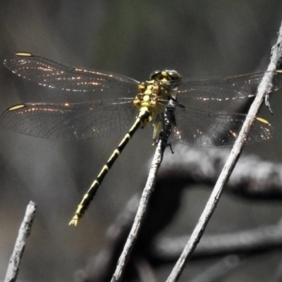 Austrogomphus guerini (Yellow-striped Hunter) at Tidbinbilla Nature Reserve - 12 Jan 2019 by JohnBundock