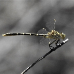 Austrogomphus guerini at Paddys River, ACT - 12 Jan 2019 12:35 PM