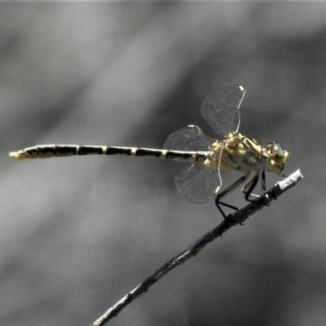 Austrogomphus guerini at Paddys River, ACT - 12 Jan 2019