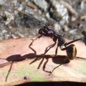 Camponotus suffusus at Acton, ACT - 12 Jan 2019