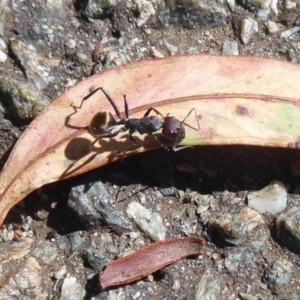 Camponotus suffusus at Acton, ACT - 12 Jan 2019