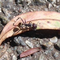 Camponotus suffusus at Acton, ACT - 12 Jan 2019