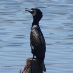 Phalacrocorax carbo (Great Cormorant) at West Belconnen Pond - 12 Jan 2019 by Christine