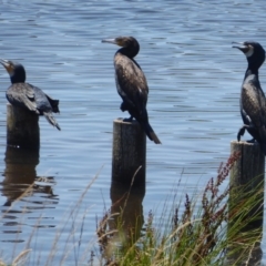 Phalacrocorax carbo at Dunlop, ACT - 12 Jan 2019 12:48 PM