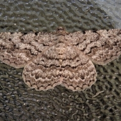 Psilosticha absorpta (Fine-waved Bark Moth) at Wanniassa, ACT - 12 Jan 2019 by JohnBundock