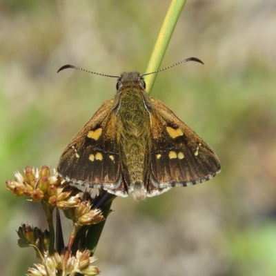 Hesperilla donnysa (Varied Sedge-skipper) at Gibraltar Pines - 9 Jan 2019 by MatthewFrawley