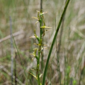 Prasophyllum sphacelatum at Cotter River, ACT - 12 Jan 2019